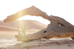 Namibia_August (72/135)